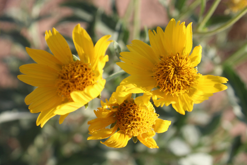 Golden Crownbeard