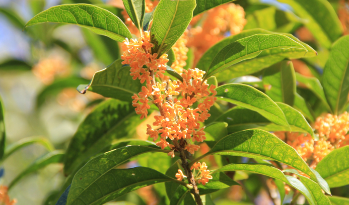 osmanthus fragrans