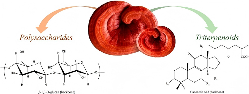 Ganoderma Lucidum Triterpenes and Polysaccharides 1