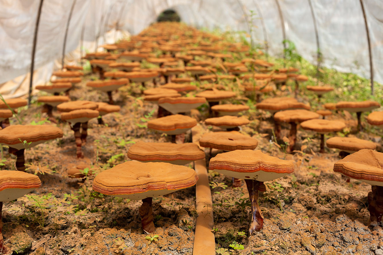 China Duanwood cultivation Ganoderma lucidum