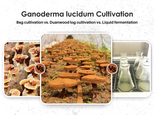 Duanwood vs. Bag vs. Liquid Fermentation for Ganoderma lucidum
