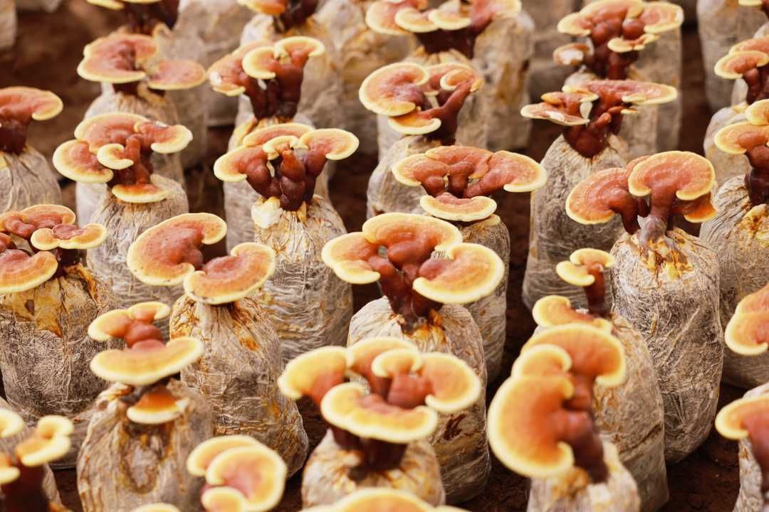 reishi bag cultivation
