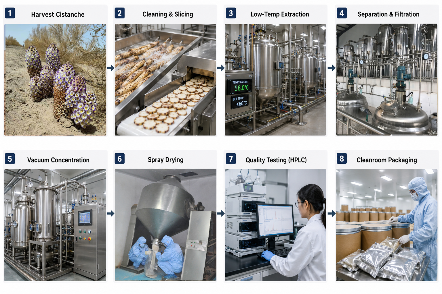 Cistanche Extraction Process Cistanche Extraction Process