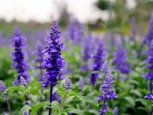 Salvia divinorum またはセージ抽出物のバルク販売 | レインボー