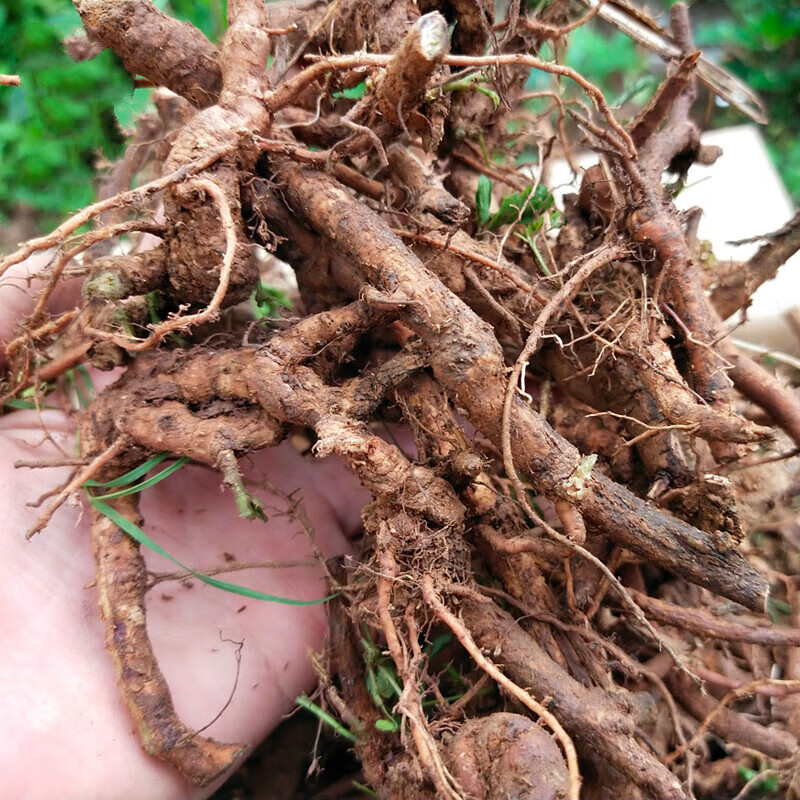 fresh root of Mimosa pudica