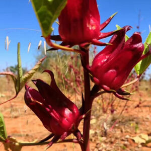 Roselle flower