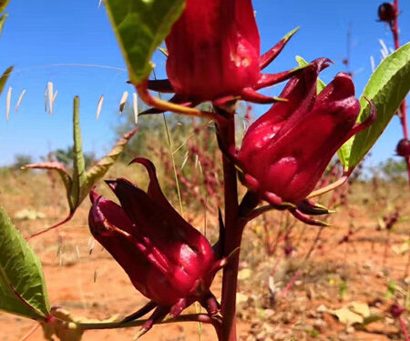 Roselle flower