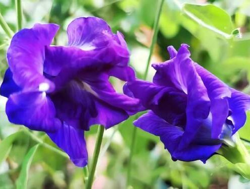 butterfly pea flower