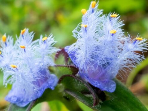 cyanotis-plant-extract cyanotis plant extract