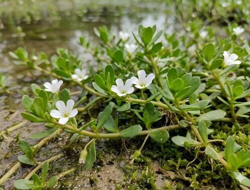 Bacopa Monnieri plant