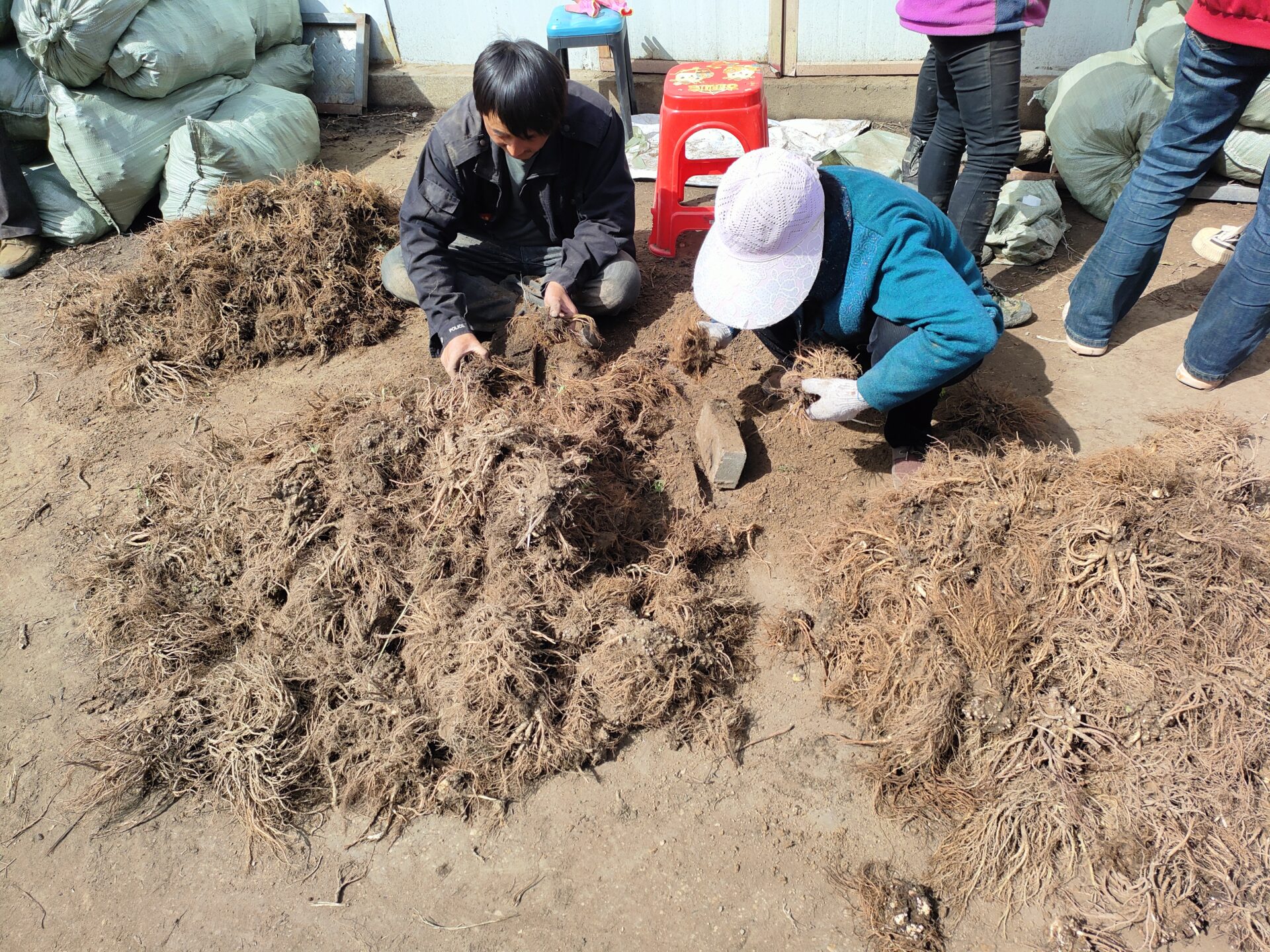 Rhodiola rosea root harvest