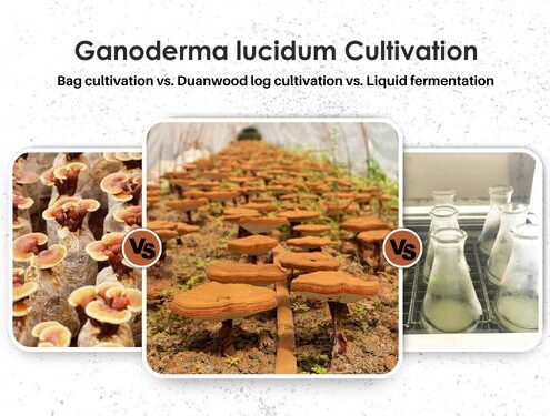 Duanwood vs. Bag vs. Liquid Fermentation for Ganoderma lucidum